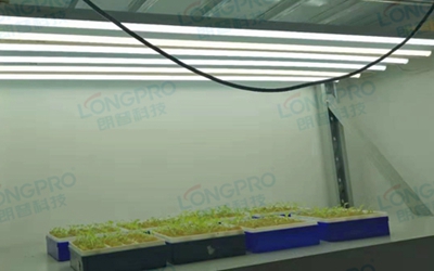 UV紫外線照射實驗：植物如何應對自然環(huán)境中的紫外線威脅？